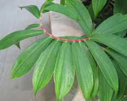 coco peat